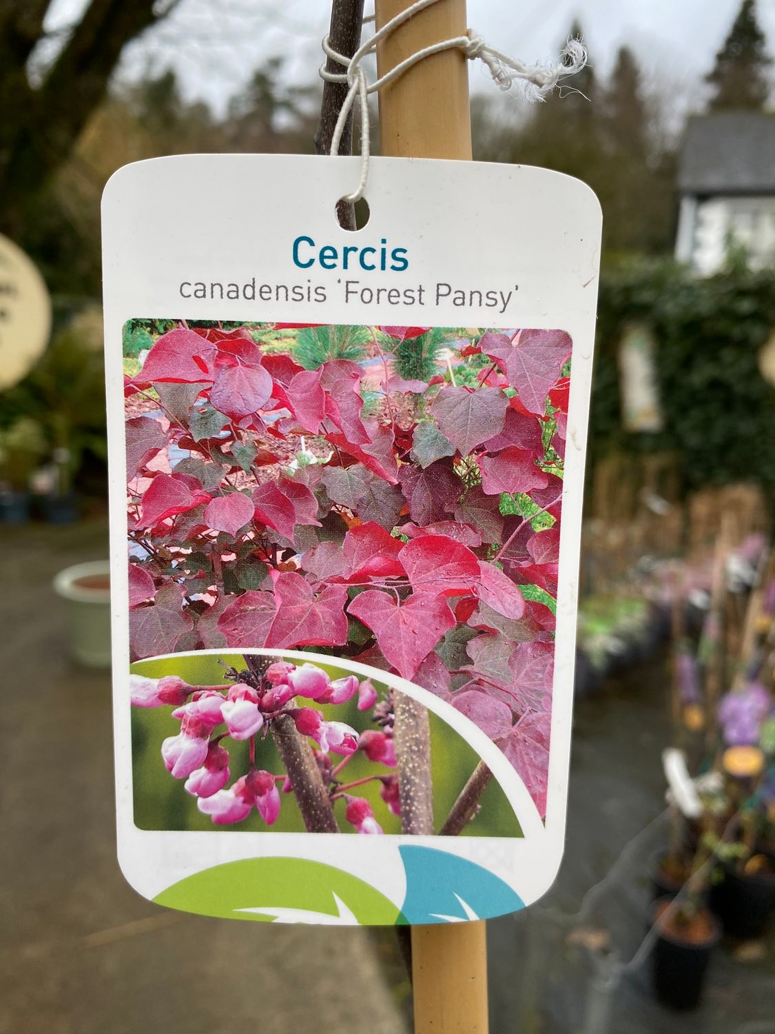 Cercis Forest Pansy .Pink flowers in spring ,lovely red-purple heart shaped leaves turning orange/bronze In autumn.