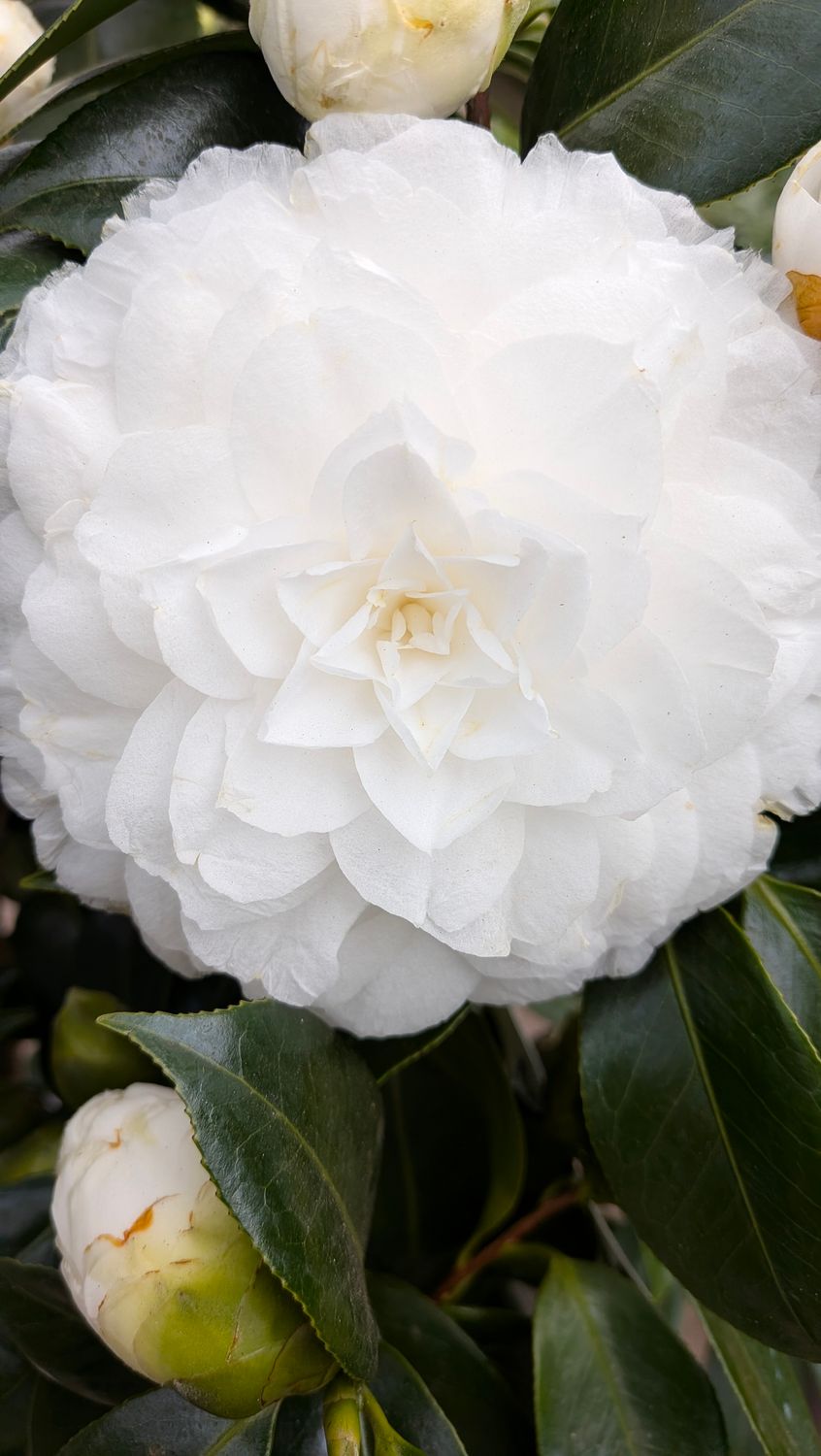 Camellia Matterhorn extra large tough winter hardy evergreen shrub for pots or beds . Reliably flowers every spring with months of deep double CREAMY /WHITE flowers. Good in pots or beds