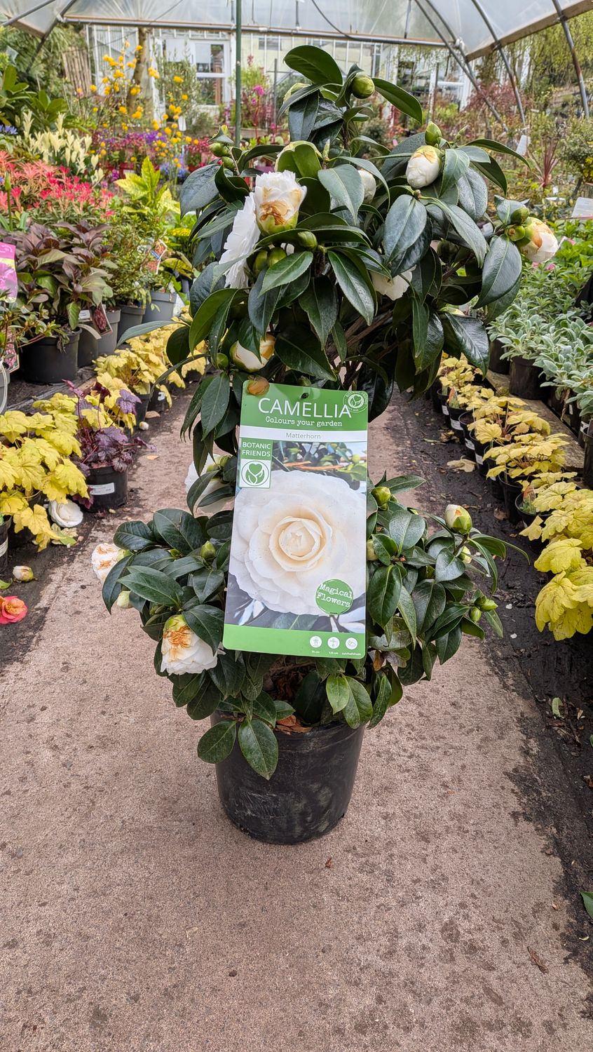 Camellia Matterhorn extra large