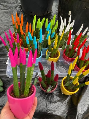 Sanseveria Cylindrica Coloured Pencil , Sanseveria Braid Filters the air, removing toxins like benzene and formaldehyde. Counteracts radiation and releases oxygen at night Sanseveria Cylindrica Coloured Pencil , Sanseveria Braid Filters the air, removing toxins like benzene and formaldehyde. Counteracts radiation and releases oxygen at night