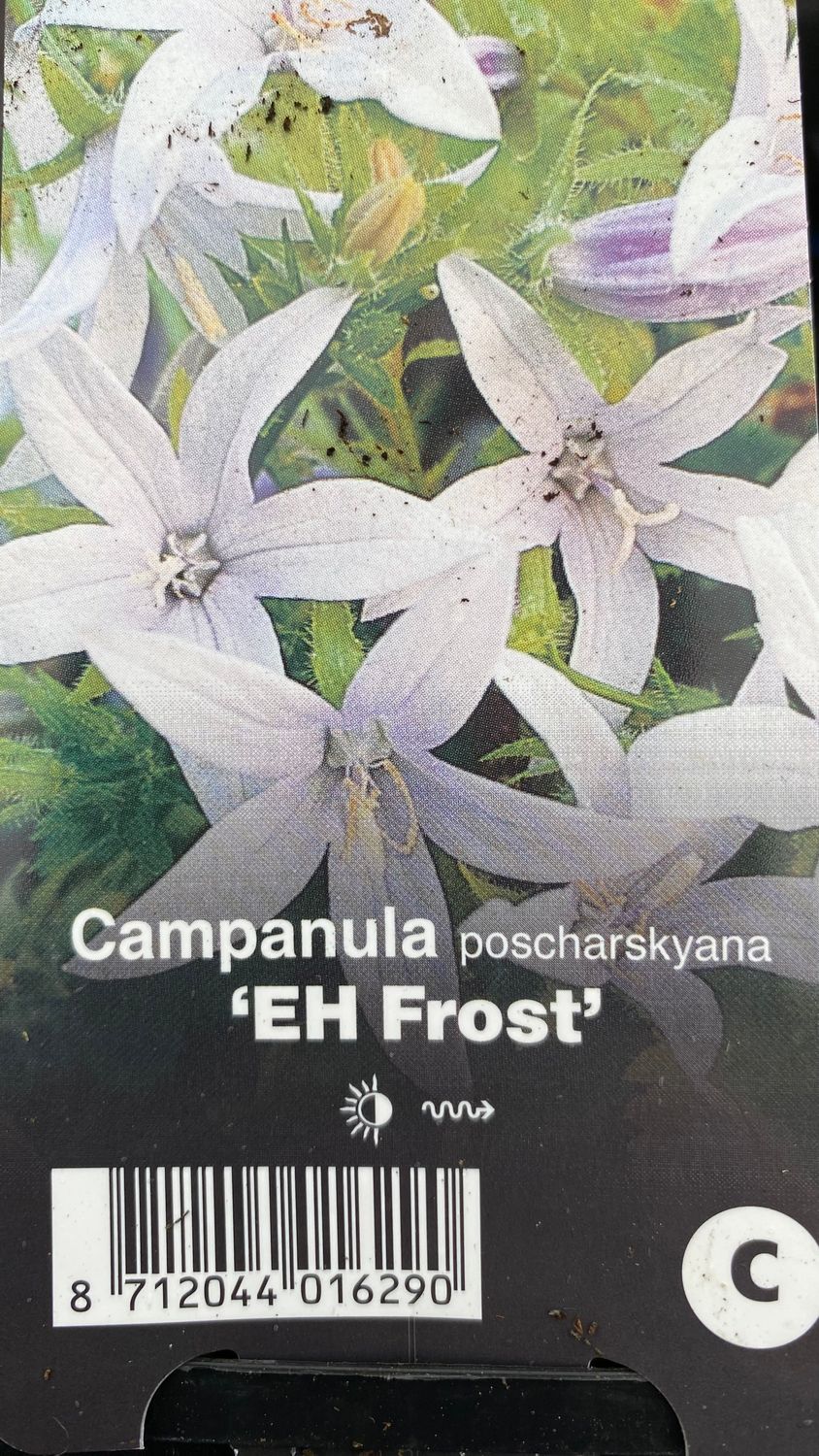 EH Frost white serbian belleflower