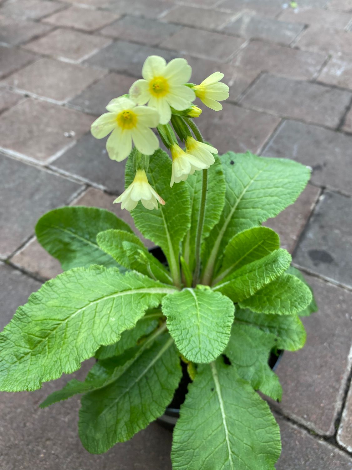 Primula Elatior Oxlip