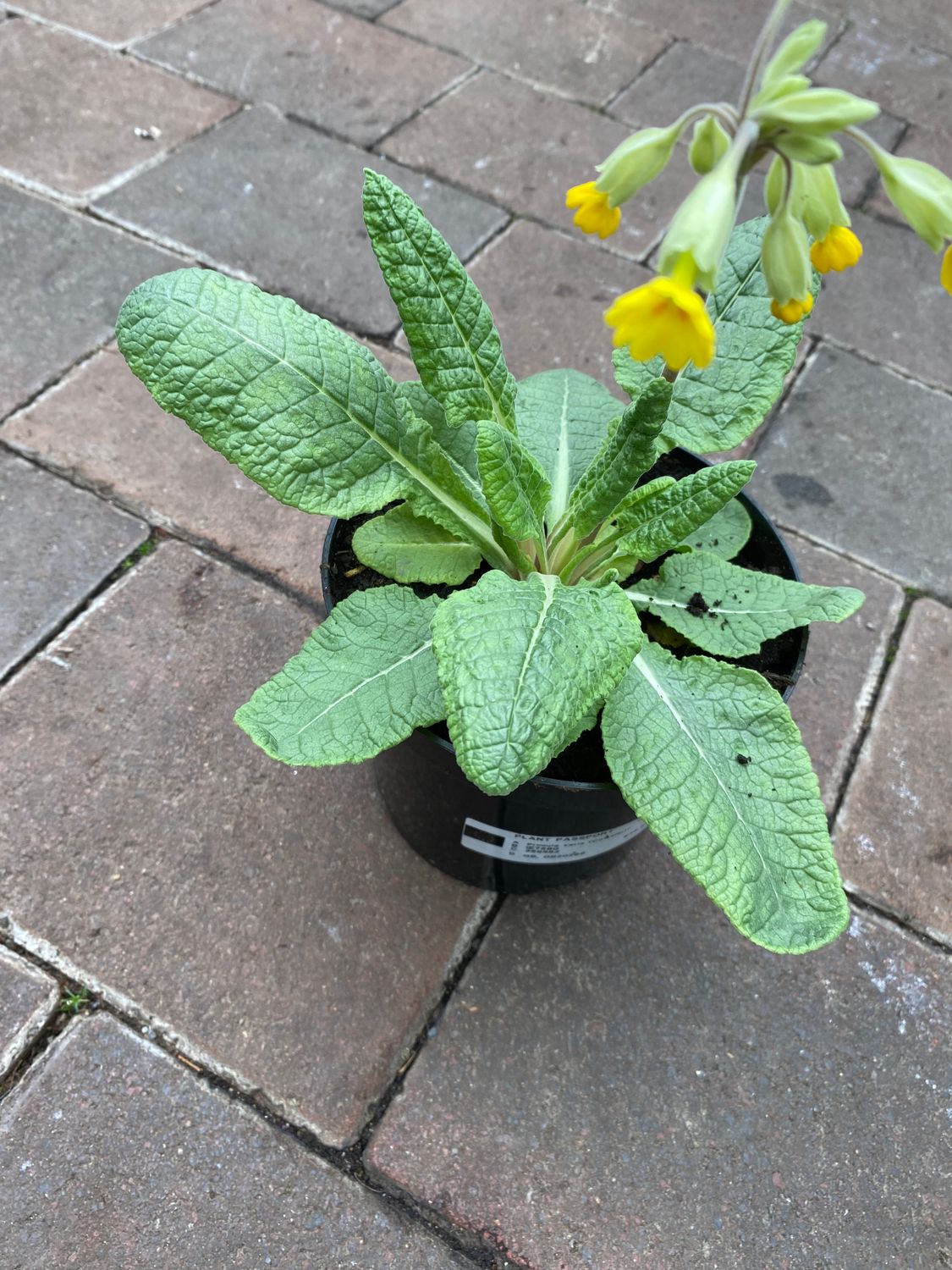 Primula Veris Cowslip