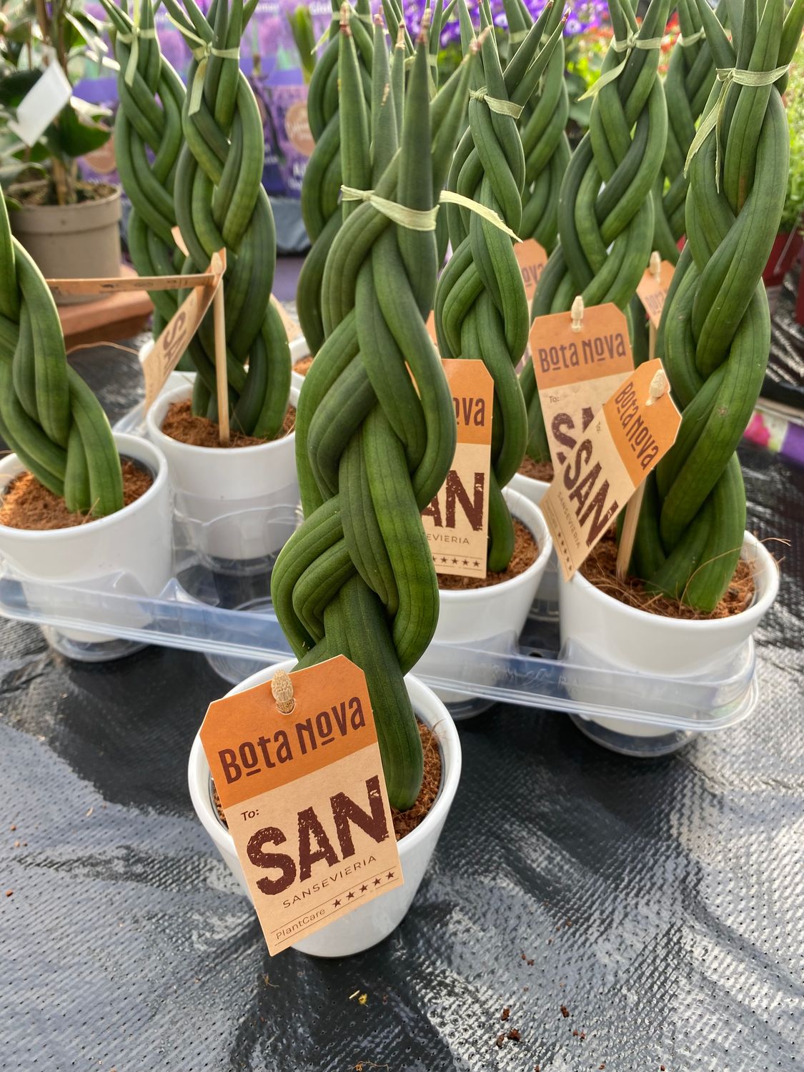 Sanseveria Skyline Twist