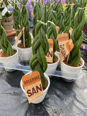 Sanseveria Skyline Twist