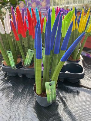 Sanseveria Cylindrica Pencil Medium Size