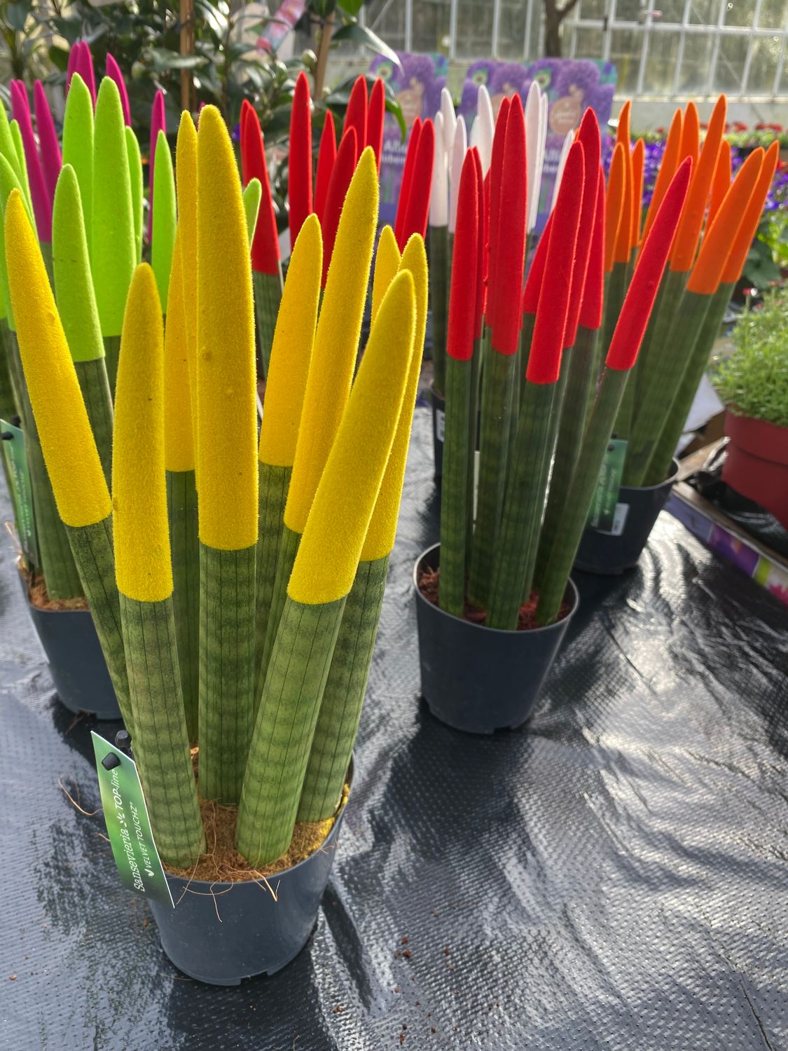 Sanseveria Cylindrica  Crayon Large Size
