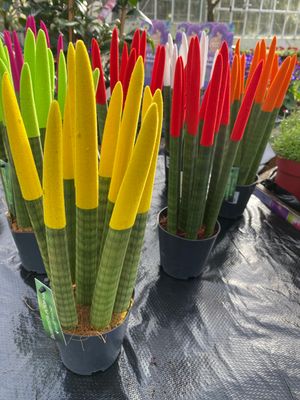 Sanseveria Cylindrica  Crayon Large Size