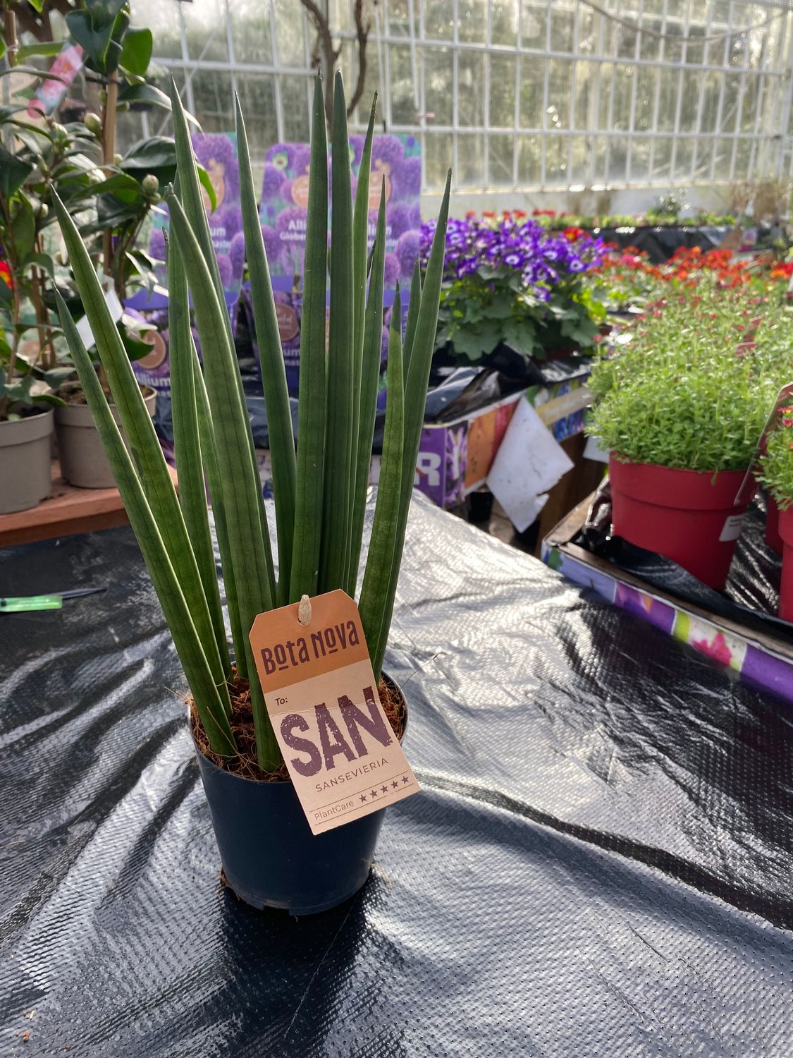 Sanseveria Bacularis