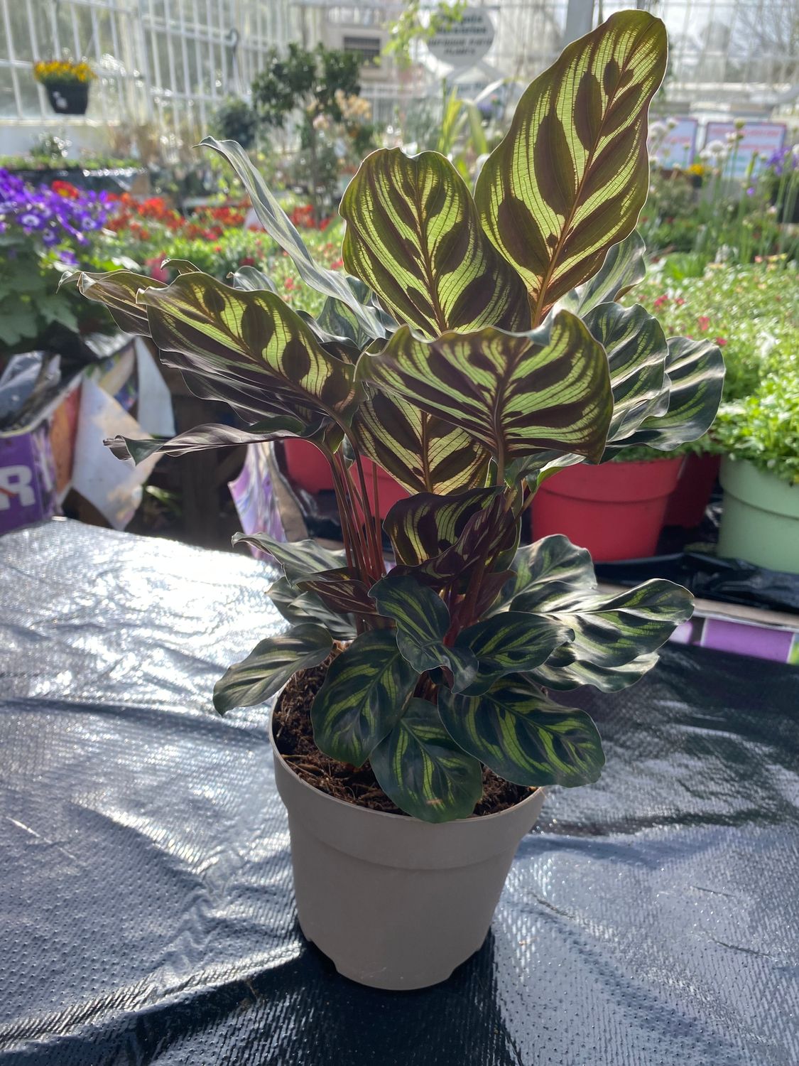 Calathea Makoyana Peacock Plant ..Position out of full sun ! Strong Bushy Plants