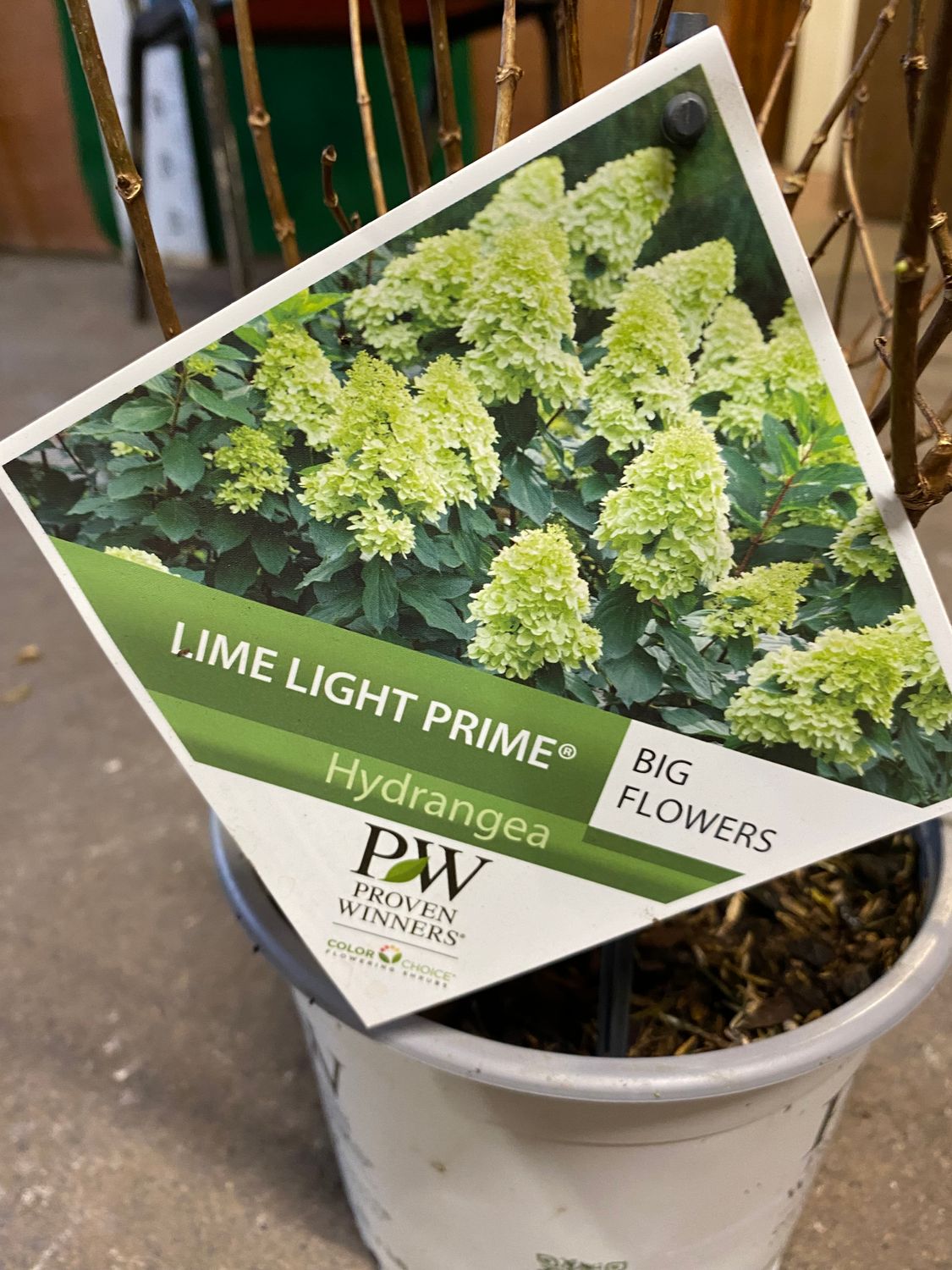 Hydrangea Lime Light Prime