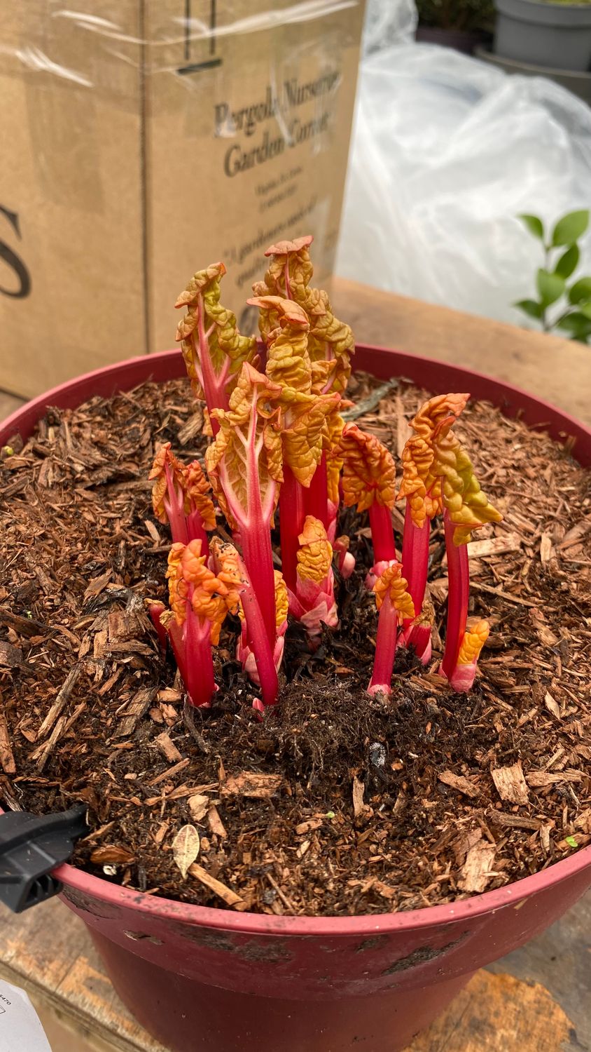 Champagne Rhubarb Extra Large Plants