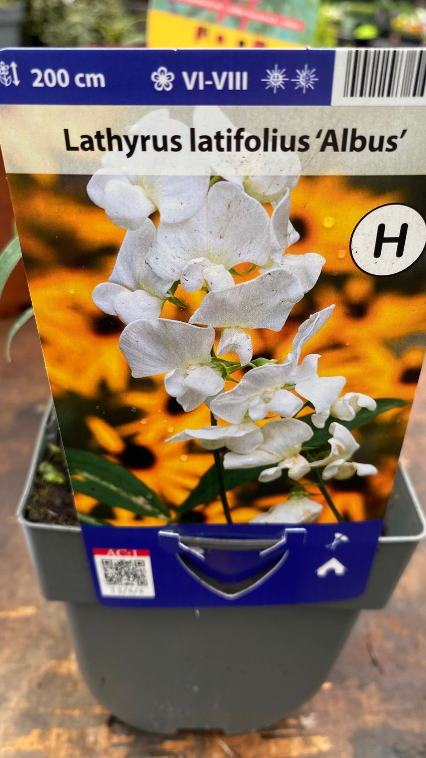 Everlasting Sweet Pea White Climbing Perennial Sweet Pea flowers for months and lasts forever. Planting time is from now in sun or shade .