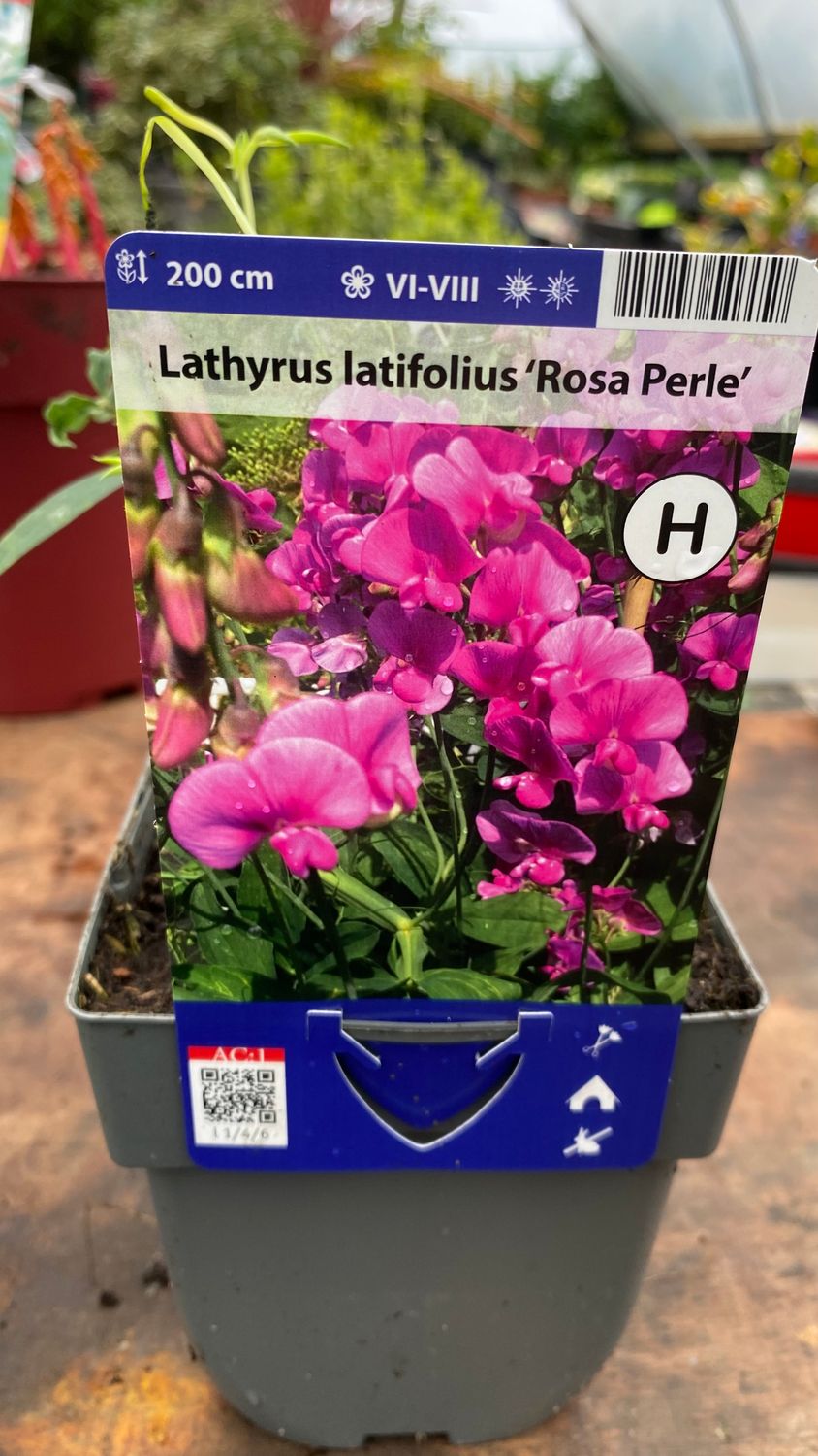 Everlasting Sweet Pea Pink Climbing Perennial Sweet Pea flowers for months and lasts forever. Planting time is from now in sun or shade .