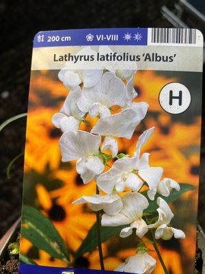 Lathryus Albus