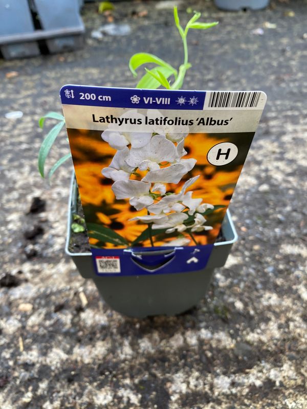 Lathryus Albus