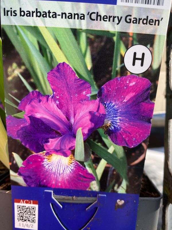 Iris Cherry Garden