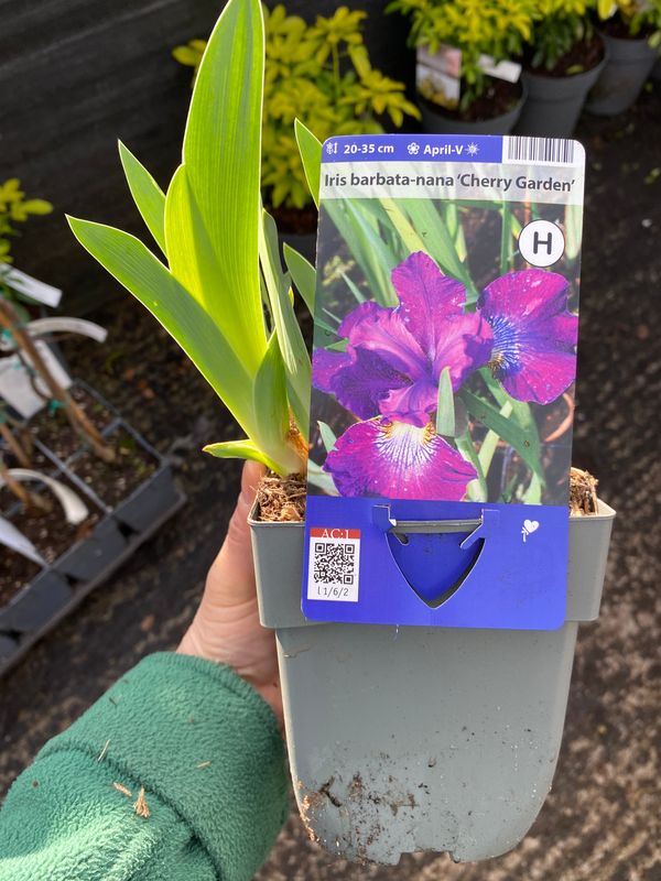 Iris Cherry Garden