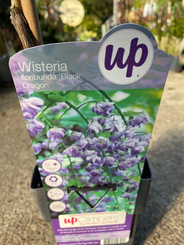 Wisteria Black Dragon Wisteria Black Dragon fast growing Wisteria with large mauve /purple fragrant flowers . For walls,fence or arch EXTRA STRONG