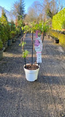 Clematis Montana Ruben’s