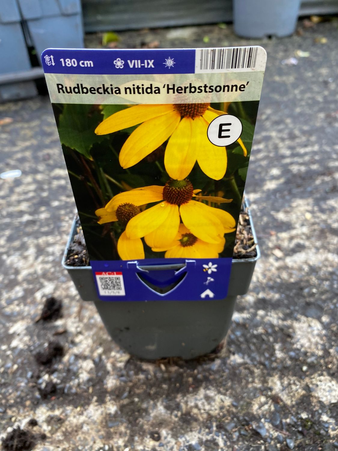 Rudbeckia Herbstonne