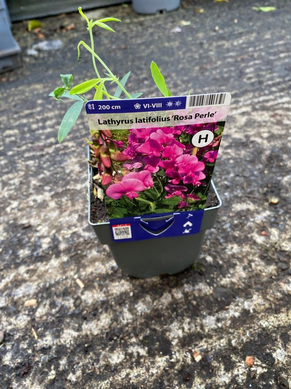 Lathyrus Rosa Perle