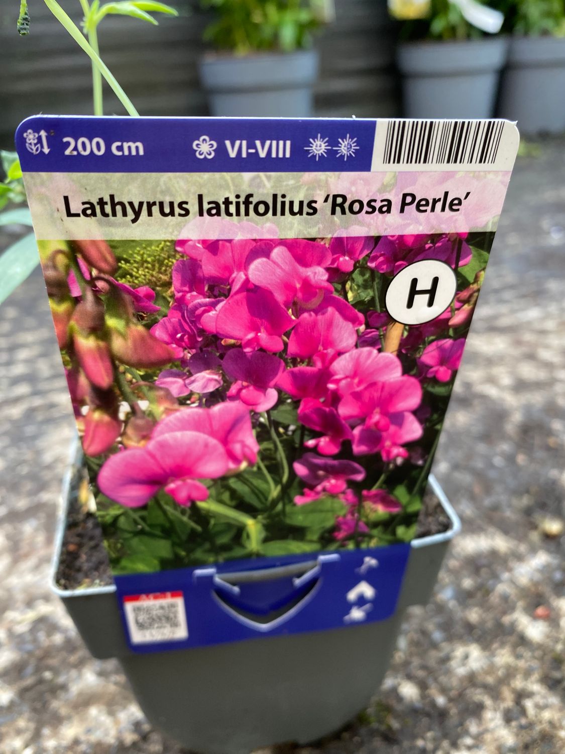 Lathyrus Rosa Perle
