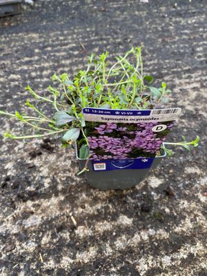 Tumbling Ted A carpet plant that flowers non stop from June until October and lasts for years!