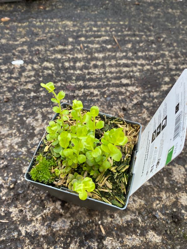 Creeping Jenny Lysimachia Goldilocks