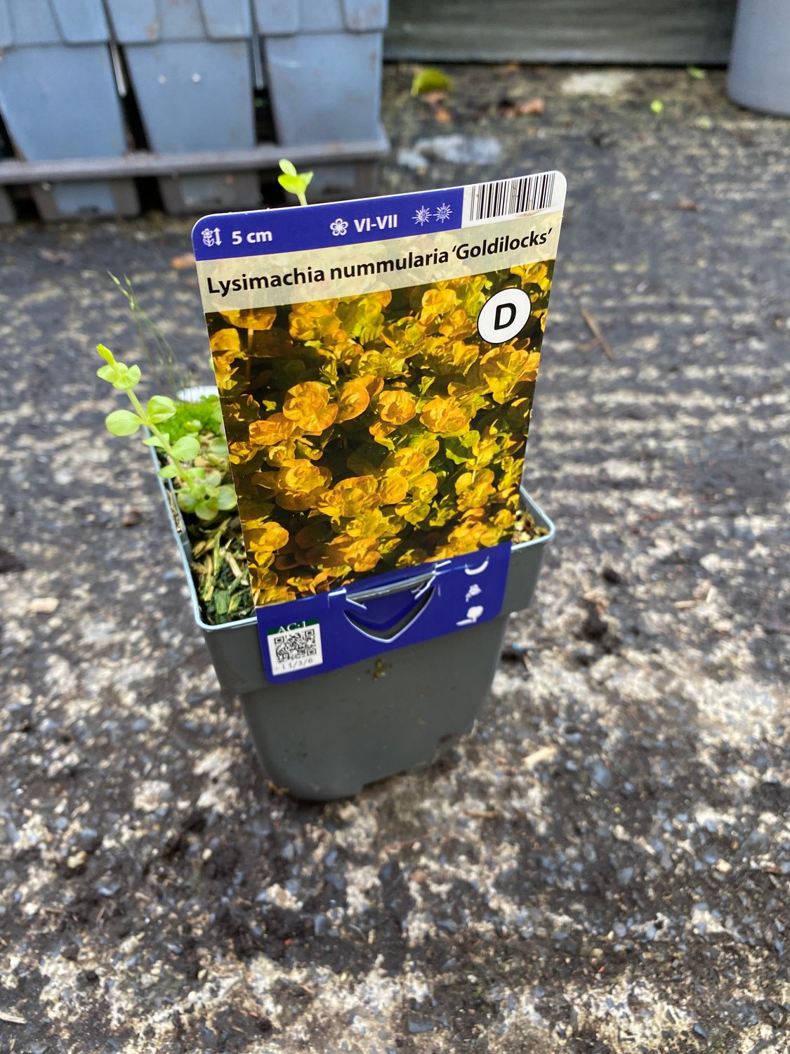 Creeping Jenny Lysimachia Goldilocks