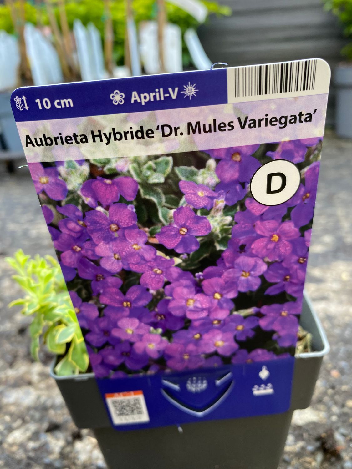 Aubrieta Dr Mules variegata
