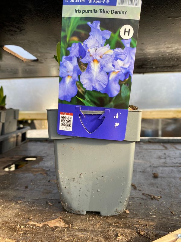 Iris Blue Denim
