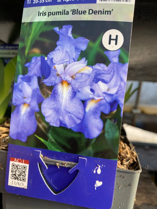 Iris Blue Denim