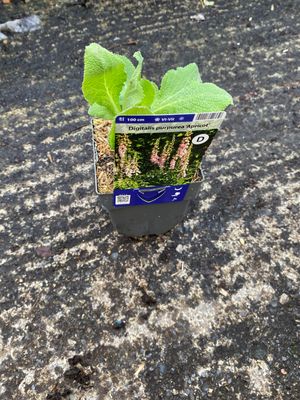 Digitalis Apricot