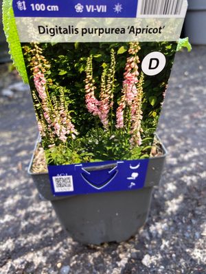 Digitalis Apricot