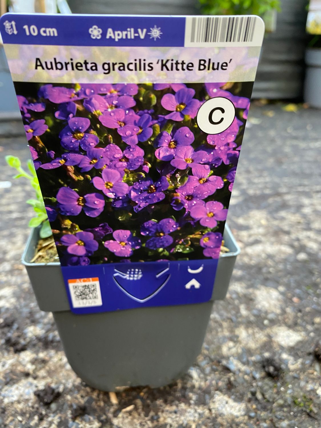 Aubrieta Kitte Blue a hardy carpet plant that loves spreading on banks and spilling over walls and kerbs Months of colour and lasts for years ! Extra strong