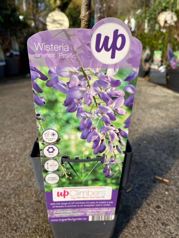 Wisteria Prolific