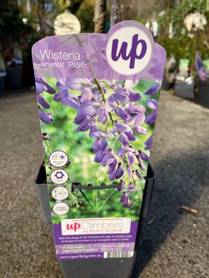 Wisteria Prolific