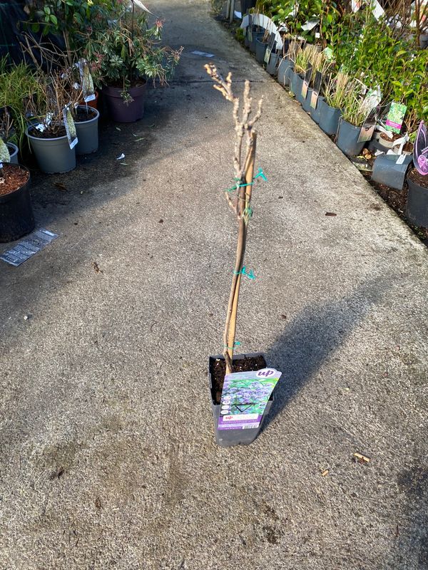 Wisteria Prolific