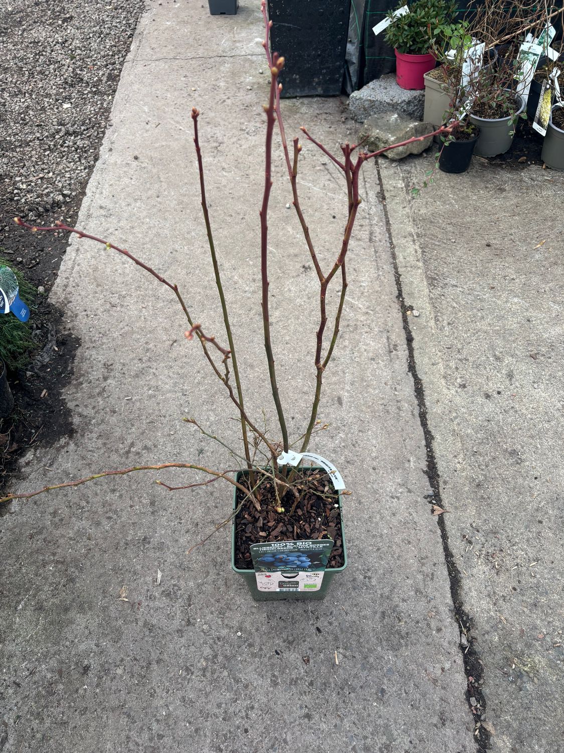 Blueberry Brigita Blue