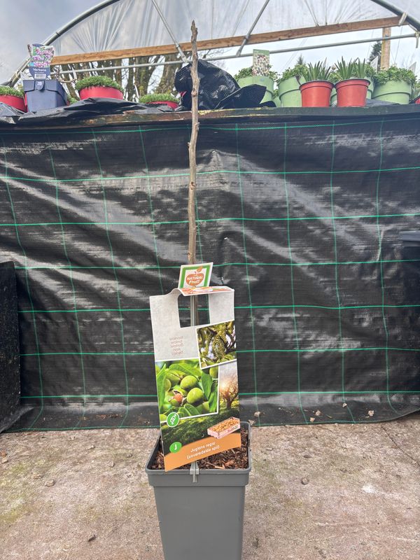 Walnut Tree