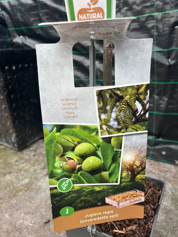 Walnut Tree
