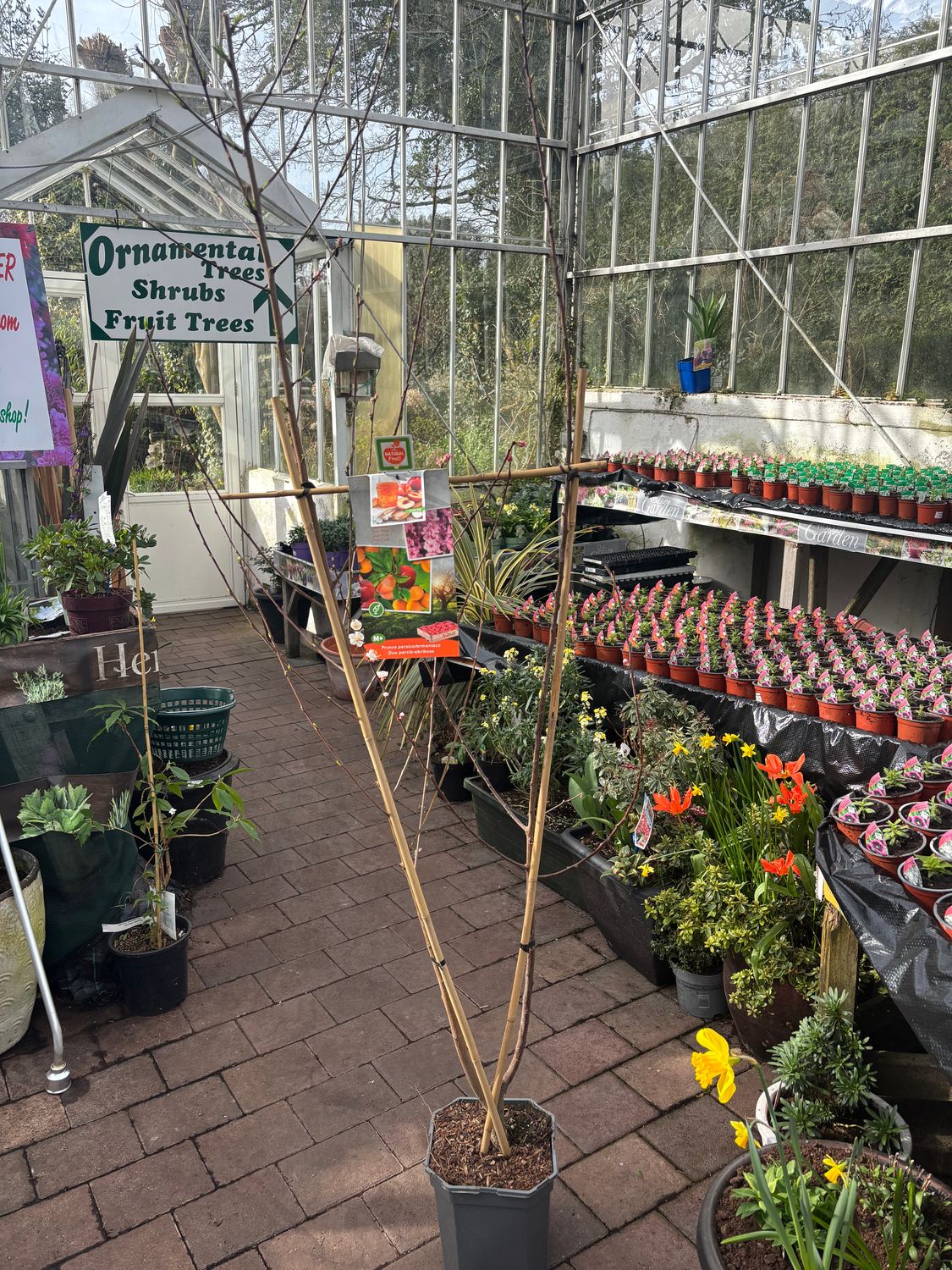 Prunus Duo Apricot Peach