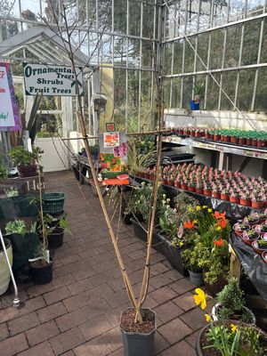 Prunus Duo Apricot Peach