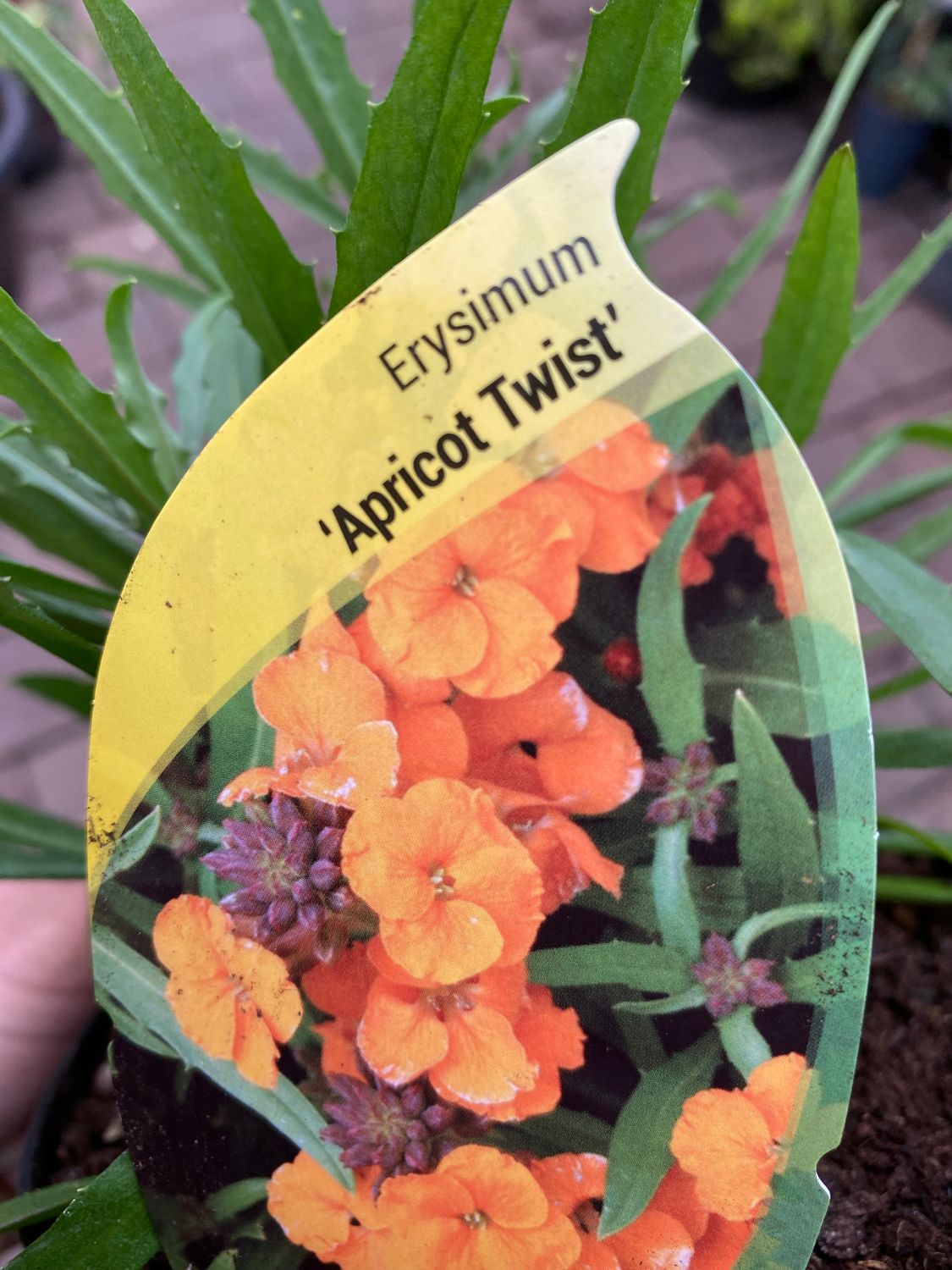Erysimum Apricot Twist