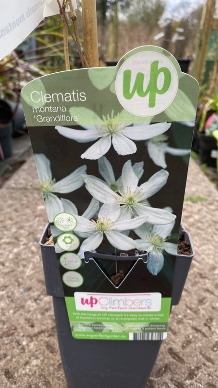 Clematis Montana Grandiflora