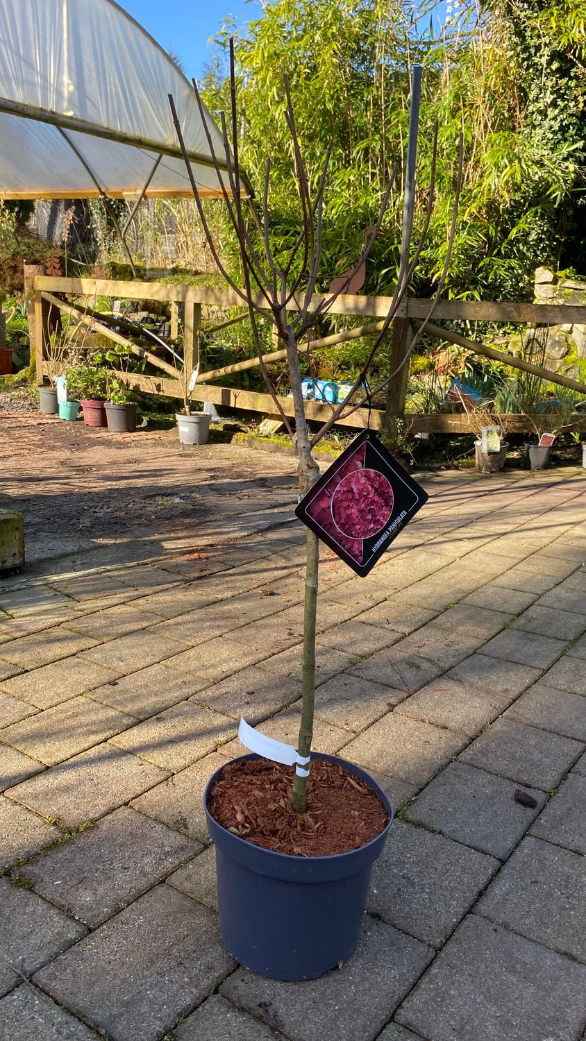 Hydrangea Bonfire Mini Tree Small Garden Tree Flowers from end of June until mid September with large, white, cone-like flowers turning deep pink to red as they age . Good in pots or beds .