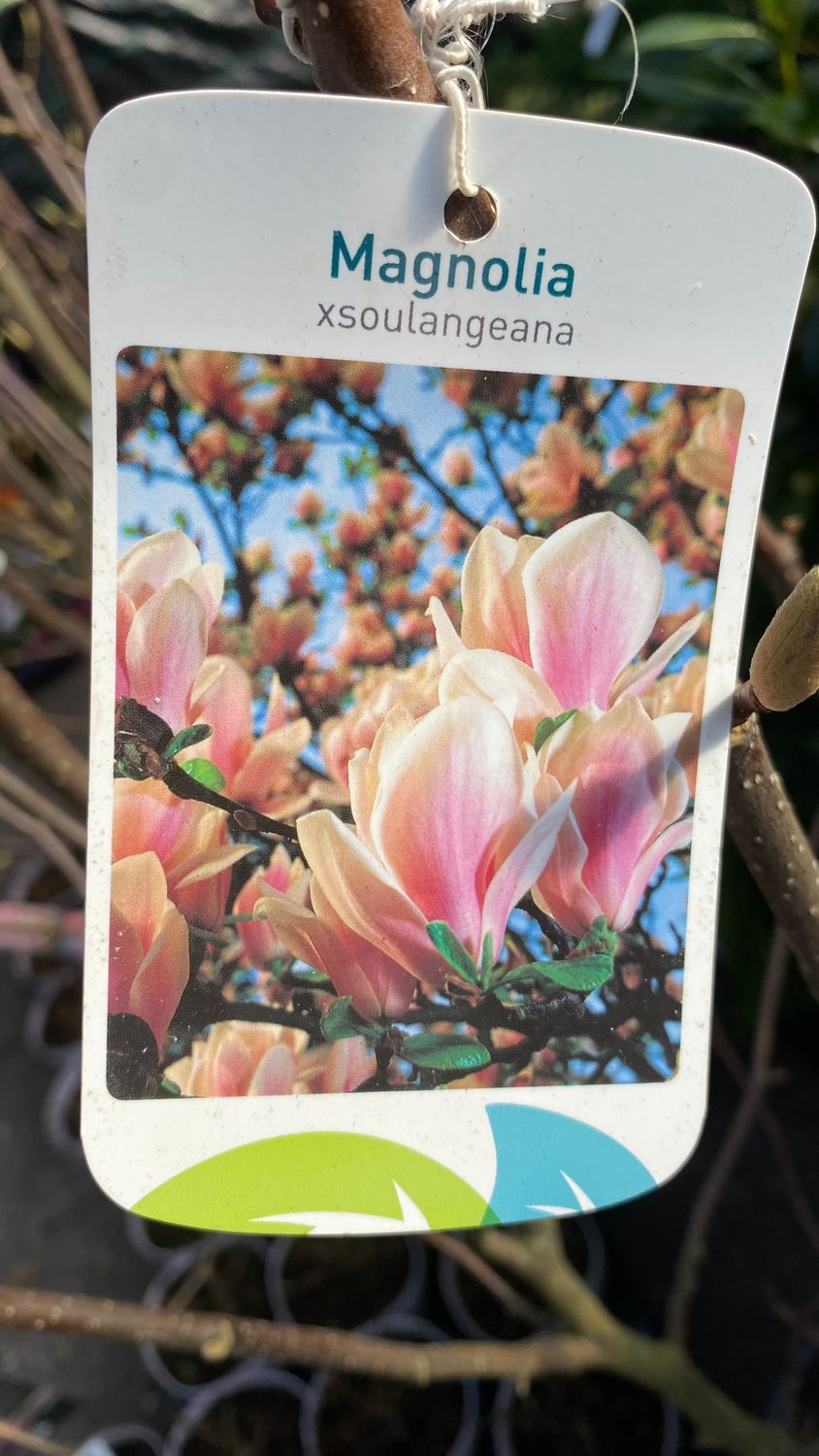 Magnolia Soulangeana