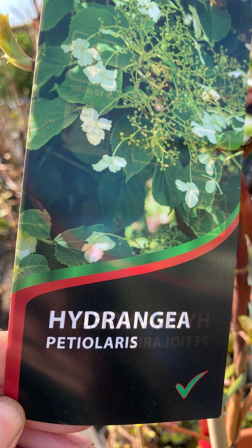 EXTRA LARGE Hydrangea Anomale “Petiolaris” Climbing Hydrangea for wall,fence or arch in shade or sun . White flowers in late spring early summer . Yellow foliage in autumn