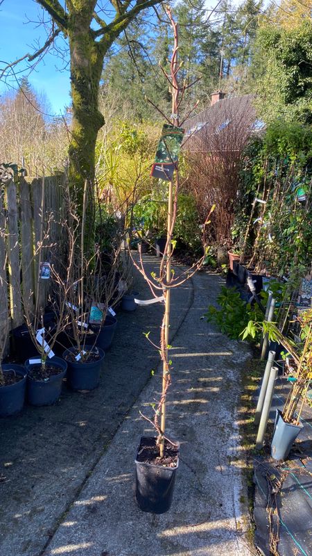 EXTRA LARGE Hydrangea Anomale “Petiolaris” Climbing Hydrangea for wall,fence or arch in shade or sun . White flowers in late spring early summer . Yellow foliage in autumn